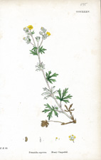 Hoary Cinquefoil