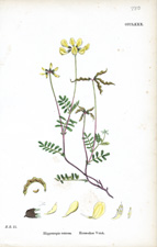 Horse-shoe Vetch