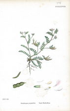 Least Bird's-foot