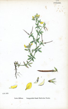 Long-podded Small Bird's-foot Trefoil