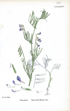 Many-seeded Slender Tare