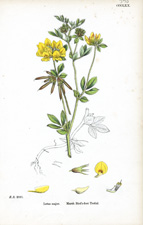 Marsh Bird's-foot Trefoil