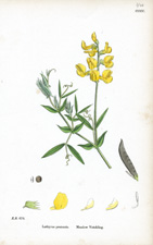 Meadow Vetchling