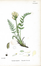 Pale-yellow Oxytropis