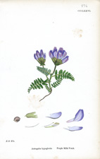 Purple Milk-Vetch