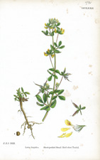 Short-podded Small Bird's-foot Trefoil
