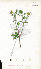 Strawberry-flowered Cinquefoil