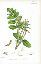 Sweet Milk-Vetch