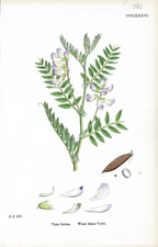 Wood Bitter Vetch