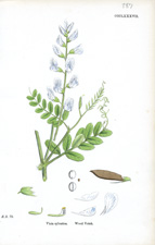 Wood Vetch