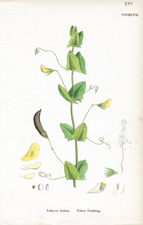 Yellow Vetchling