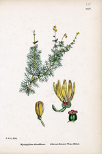 Alternate-flowered Water-Milfoil