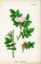 Baker's Briar