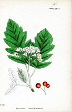 Bastard Mountain-ash