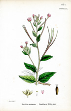 Broad-leaved Willow-herb