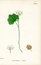 Cloudberry