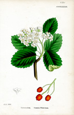 Common White-beam