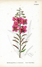 Garden French-willow