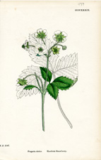Hautbois Strawberry