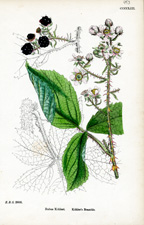 Kohler's Bramble