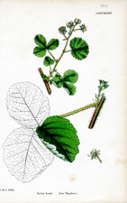 Lee's Raspberry