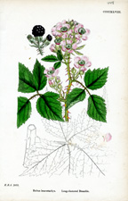 Long-clustered Bramble