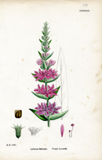 Purple Loostrife