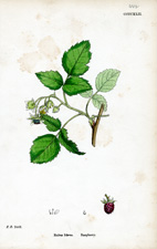 Raspberry