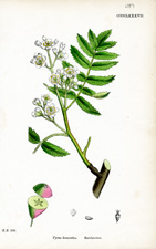 Service-tree