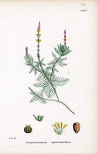 Spiked Water-Milfoil
