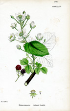 Suberect Bramble