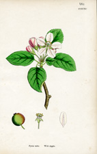 Wild Apple
