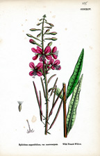 Wild French-willow