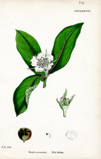 Wild Medlar