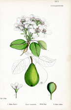 Wild Pear