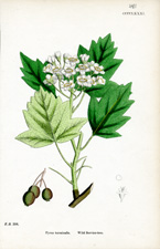 Wild Service-tree
