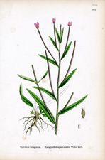 Long-podded square-stalked Willow-herb