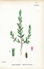 Hyssop-leaved Grass-poly