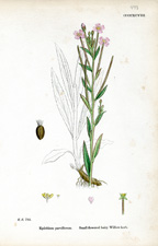 Small-flowered hairy Willow-herb
