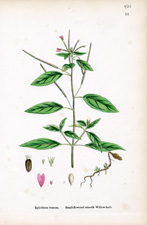 Small-flowered smooth Willow-herb
