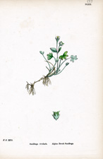 Alpine Brook Saxifrage