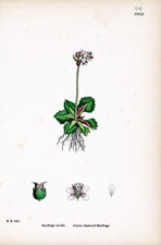 Alpine clustered Saxifrage