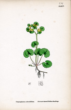 Alternate-leaved Golden-Saxifrage