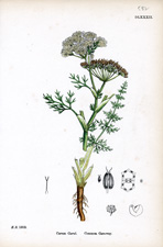 Common Caraway