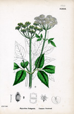 Common Goutweed