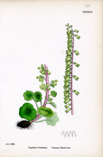 Common Naval-wort