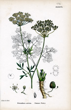 Common Parsley