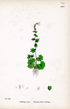 Drooping Alpine Saxifrage