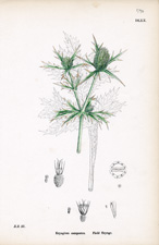Field Eryngo