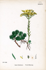 Forster's Stone-crop